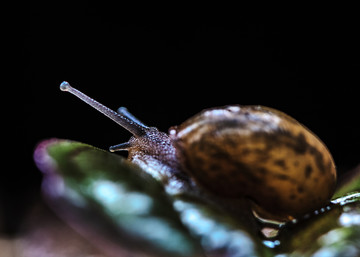 蜗牛