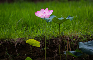 荷花 莲花