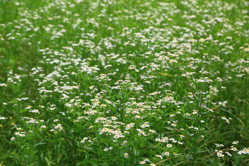 白野菊花 野花