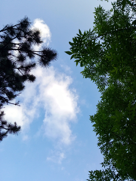蓝天白云和树