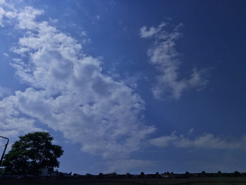 树蓝天和白云