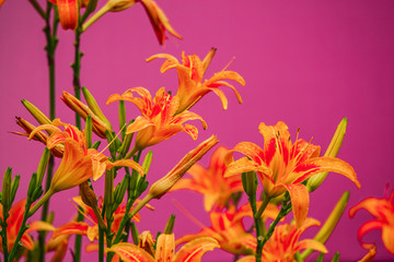 百合花