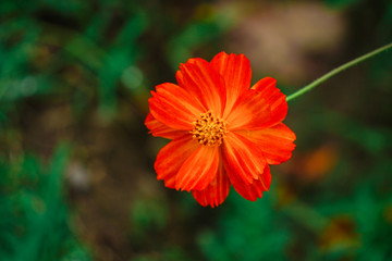 黄秋菊