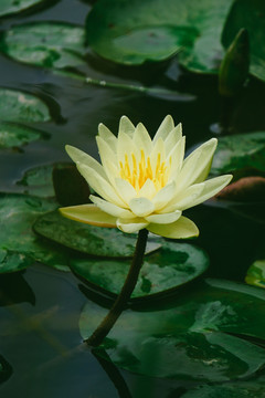 莲花