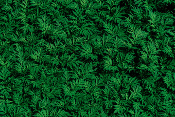 植物背景