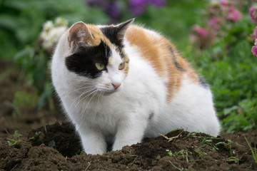 小猫刨土