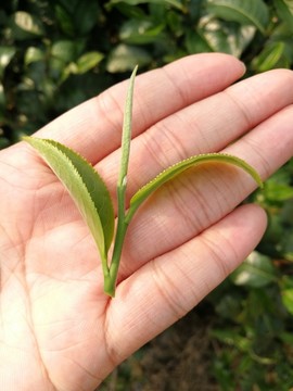 茶叶