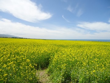 青海湖油菜花海