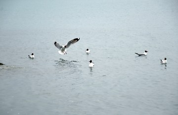 青海湖鸟岛棕头鸥
