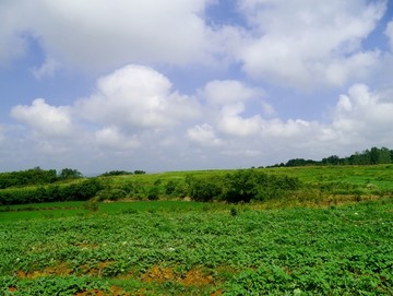 西瓜种植基地