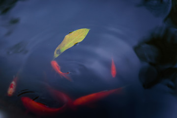 锦鲤红色鲤鱼