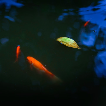 锦鲤红色鲤鱼