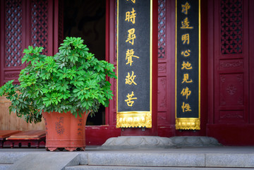 寺庙中的盆景