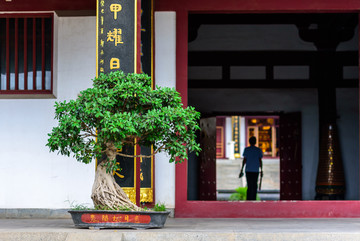 寺庙中的盆景