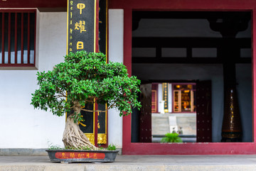 寺庙中的盆景