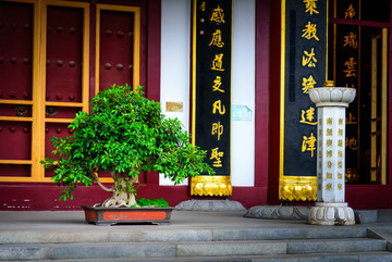 寺庙中的盆景