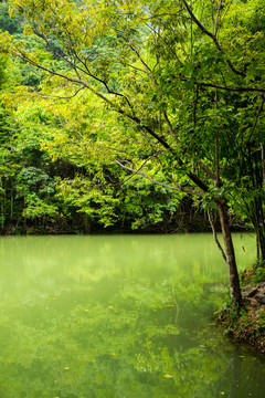 森林湖泊