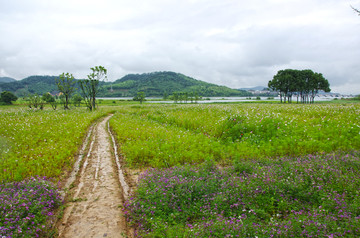 花海