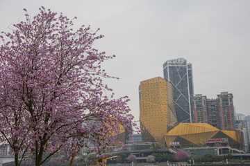 柳州紫荆花海