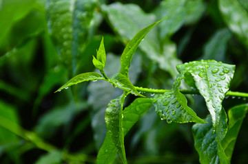 雨后绿叶