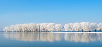 冬季湖面上的树木