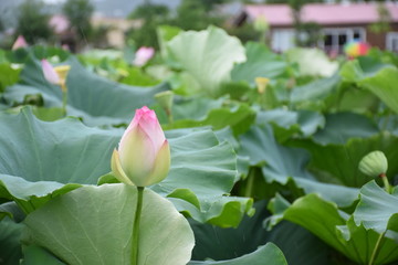 荷花花苞