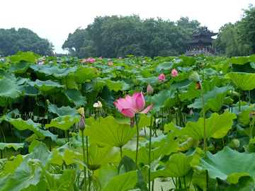 曲院风荷