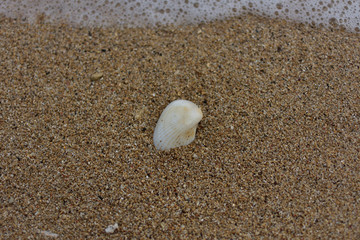 沙滩沙子贝壳浪花