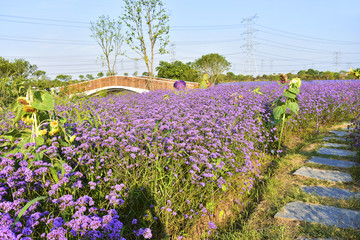 薰衣草花海