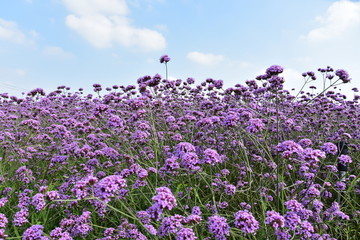 马鞭草花海