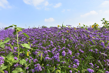 马鞭草花海