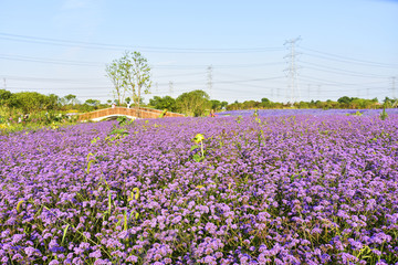 薰衣草花海