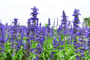 薰衣草花海