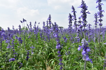 薰衣草花海