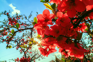 花园小景