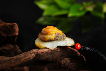 和田玉蜗牛