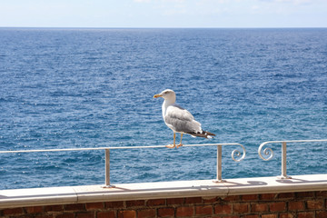 站在栏杆上的海鸥