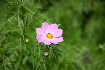 格桑花