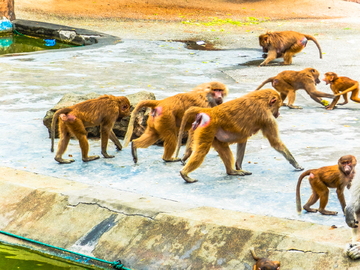 猴群 猴子