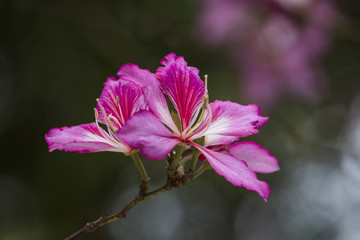 紫荆花