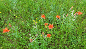 野百合花