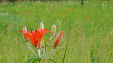 野百合花