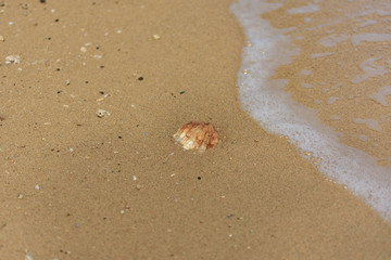 沙滩沙子贝壳浪花44