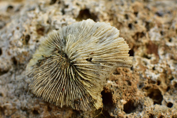 珊瑚石花纹