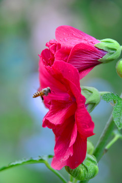 蜀葵花 红色花朵 蜜蜂采蜜