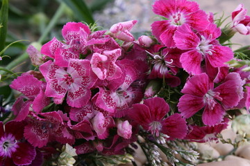 碎花花草花丛