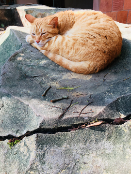 石头上睡觉的猫
