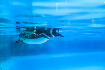 企鹅潜水