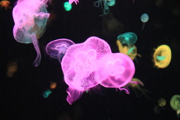 海底奇妙的海洋生物水母