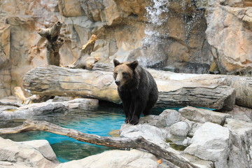 黑熊狗熊